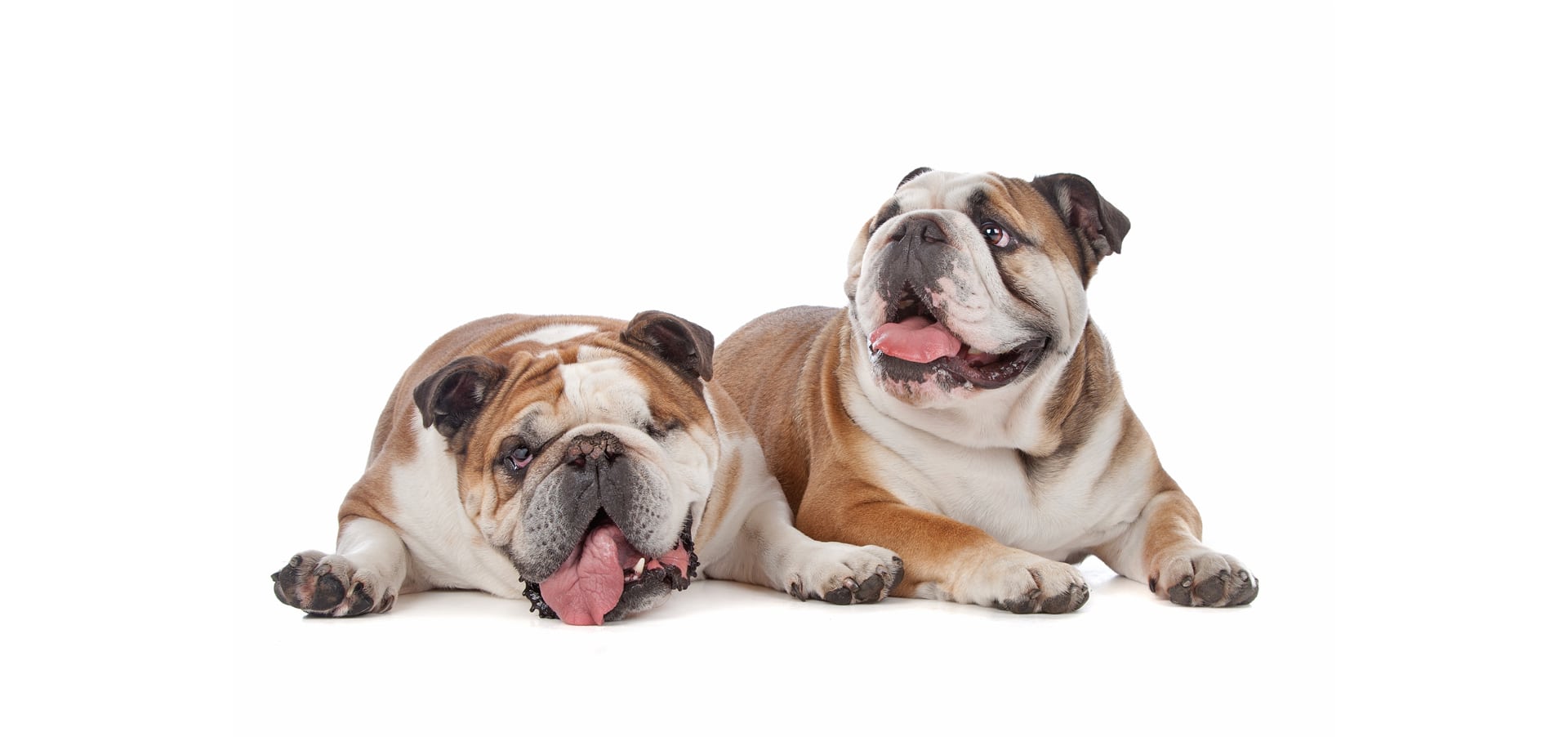 Dog Pet Insurance Recommendations Dog Pet Insurance Recommendations