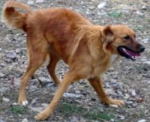 cerebellar-hypoplasia-dogs