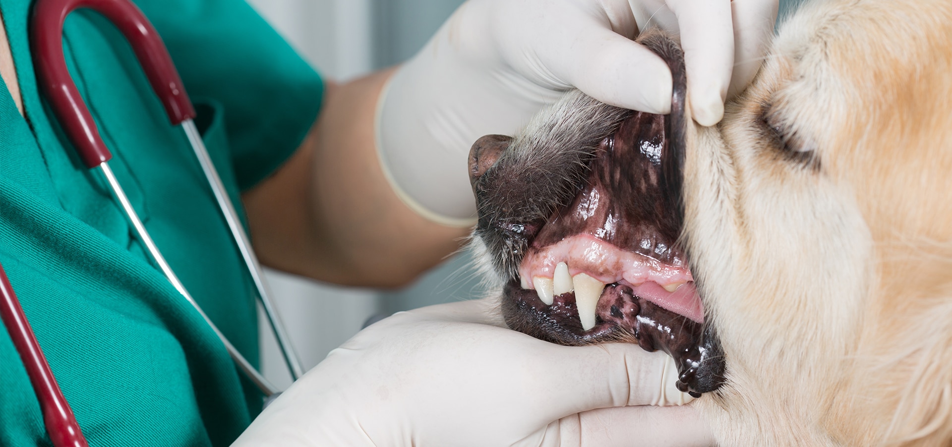 Common Dental Problems in Dogs | How To Care For Your Dog's Teeth