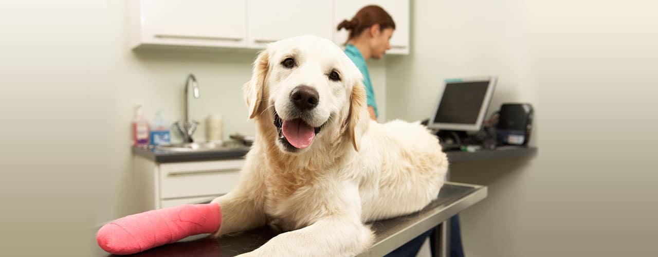 What Customers Reviews Say About Healthy Paws Pet Insurance