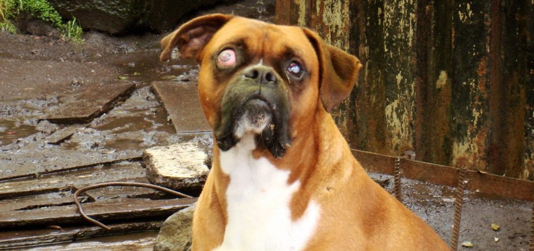 how does glaucoma get treated in a dog