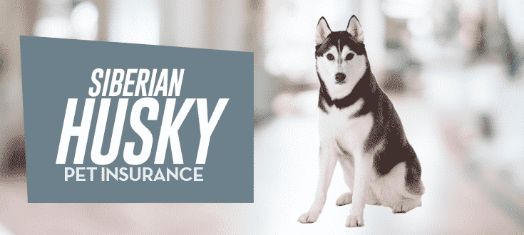 Siberian Husky Dog Insurance - Reviews and Comparisons