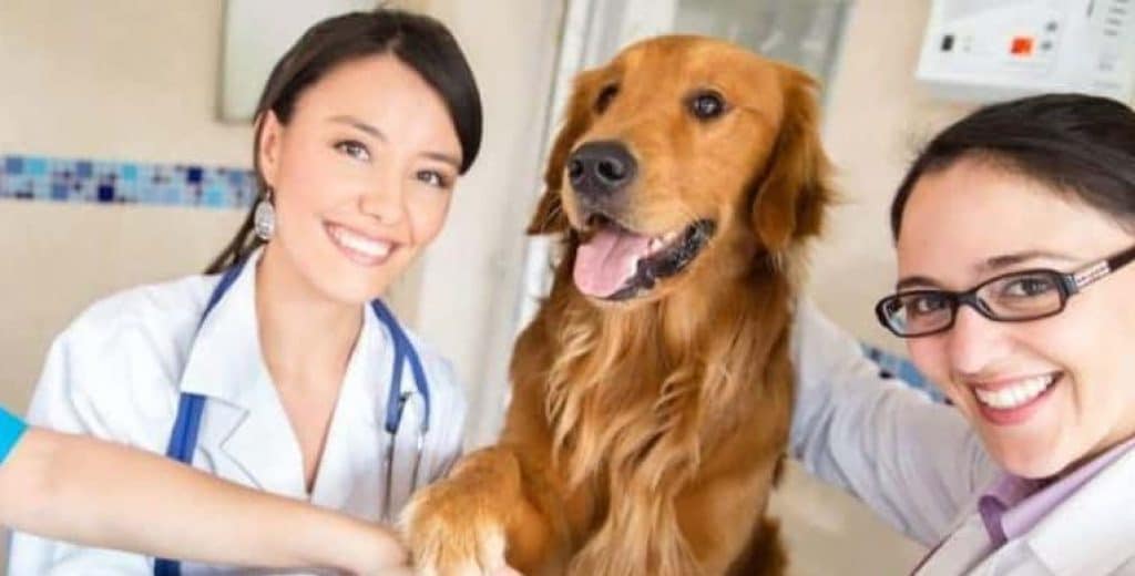 Hereditary & Congenital Health Issues in Pets Pet Insurance Coverage