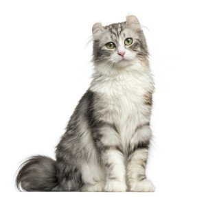 american curl cat