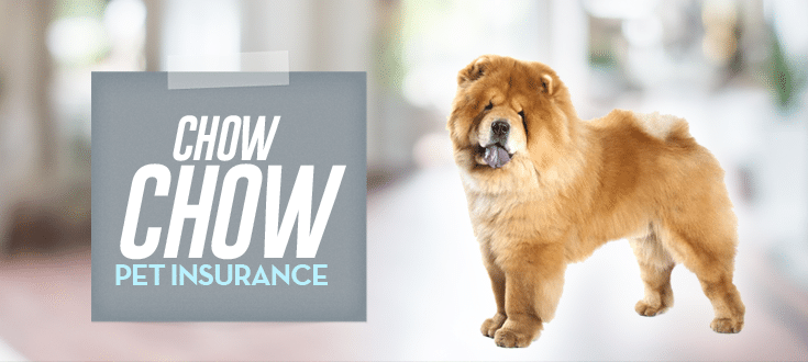 chow_chow_pet_insurance