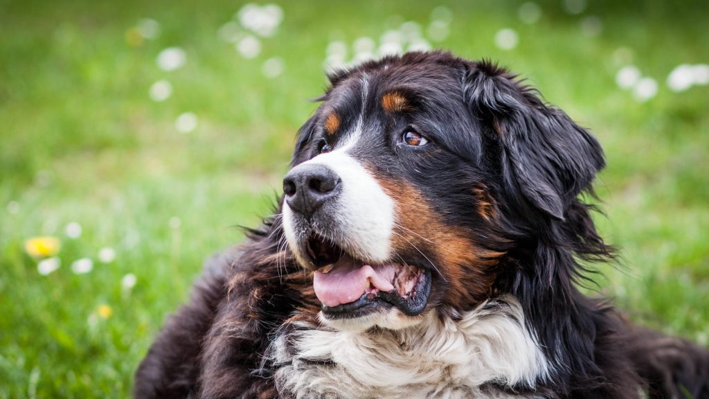 Bernese Mountain Dog Insurance | The Best Coverage Option