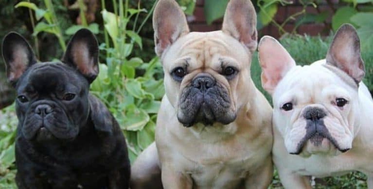 French Bulldog Breed Information | Personality, Traits, Health, and More