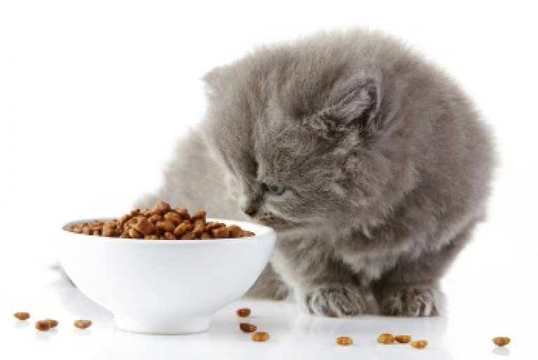 Changing Your Cat's Food | [5 Tips To Do It The Right Way!]