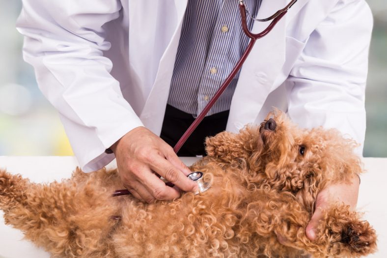 Gallstones in Dogs | Symptoms & Treatment of Cholelithiasis in Canines