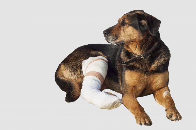 broken-bones-in-dogs-treatment-and-care-costs-tips-for-broken-bones