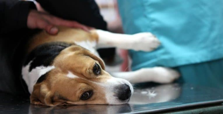 broken-bones-in-dogs-treatment-and-care-costs