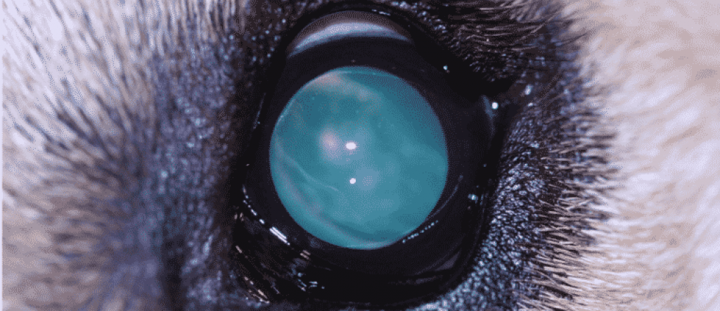 Cataracts In Dogs Symptoms And Treatment My Animals - vrogue.co