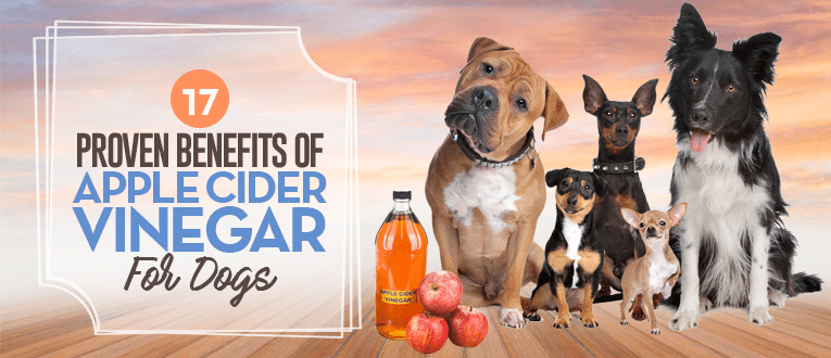 17 Proven Benefits Of Apple Cider Vinegar For Dogs No 4 Is Best