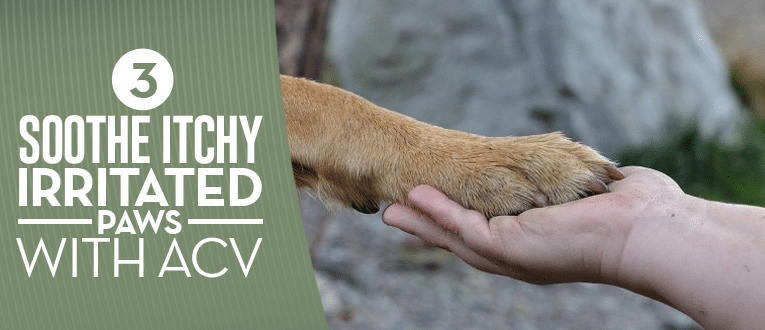 Apple Cider Vinegar For Dogs 17 Proven Benefits