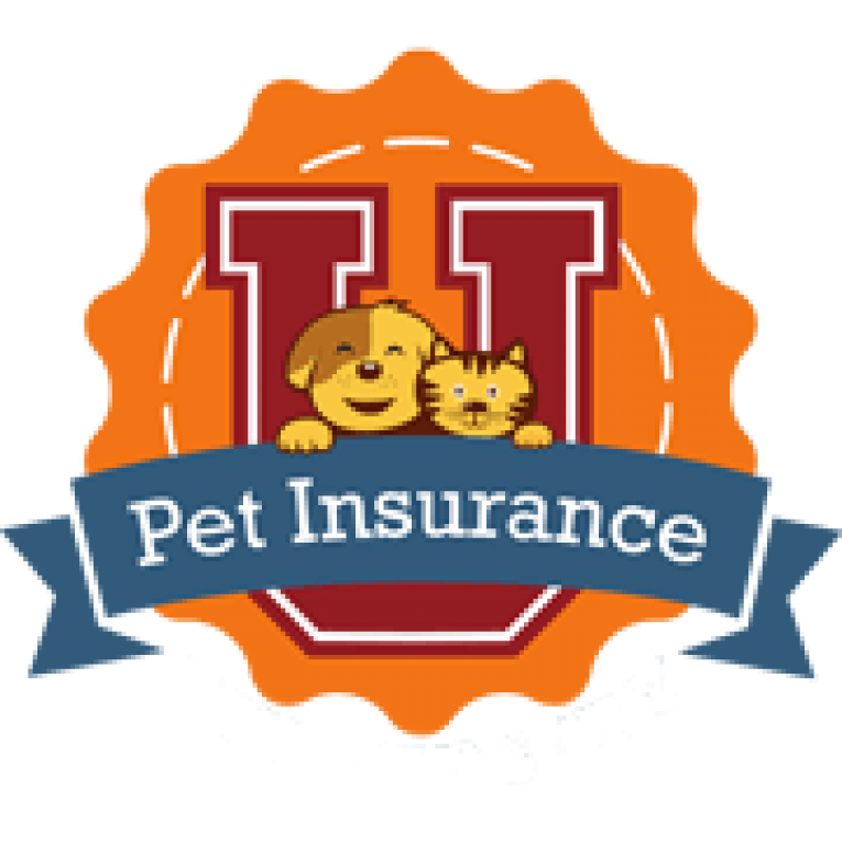 7 Best Pet Insurance Companies for Cats & Kittens | PetInsuranceU