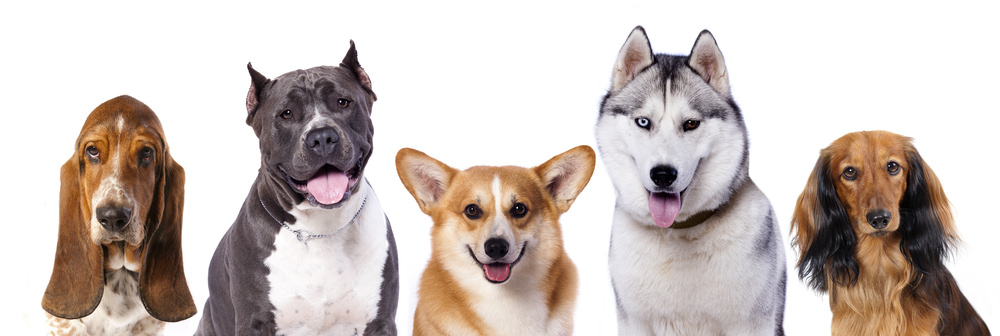 Dog Breeds | A Complete List of the Most Common Types of Dogs