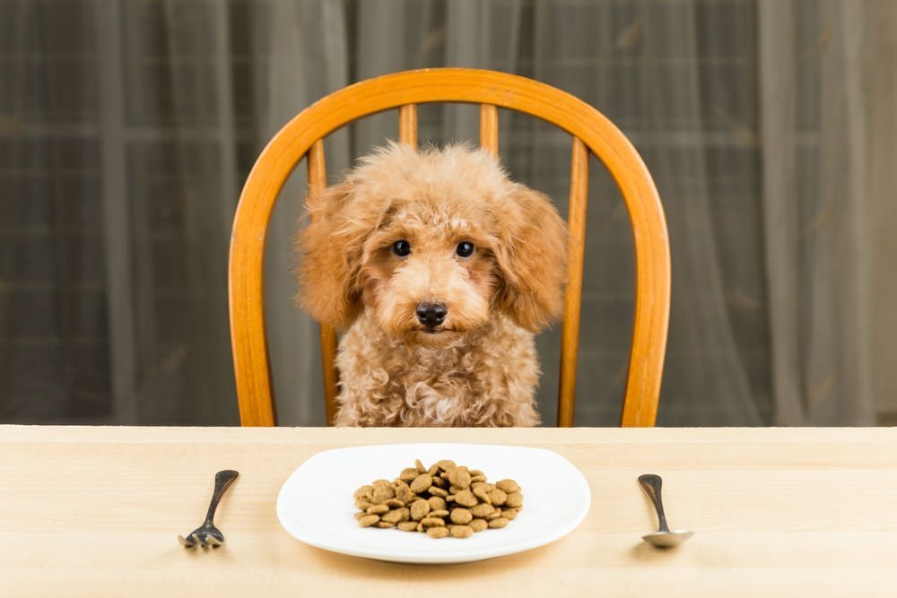 Guide to Human Foods for Dogs