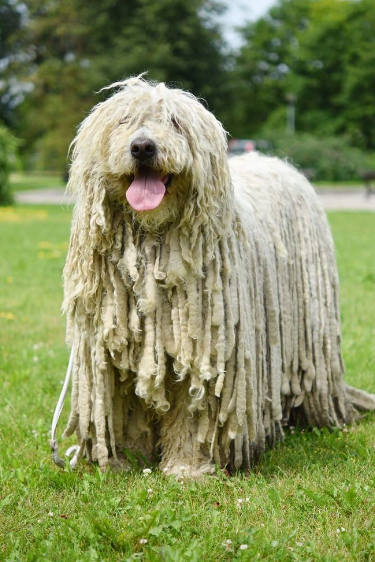 Komondor Dog | Breed Characteristics, Personality & Health Information