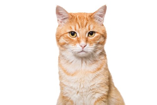 personality traits of orange tabby cats