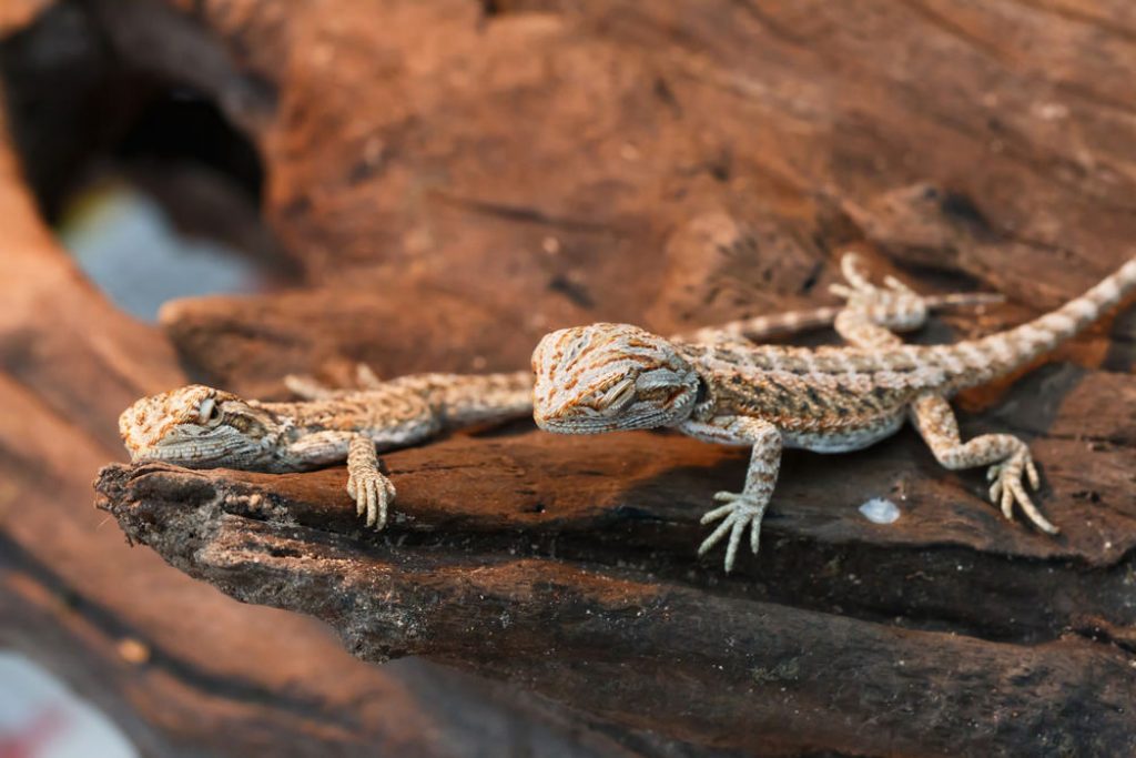 Baby bearded dragon care information