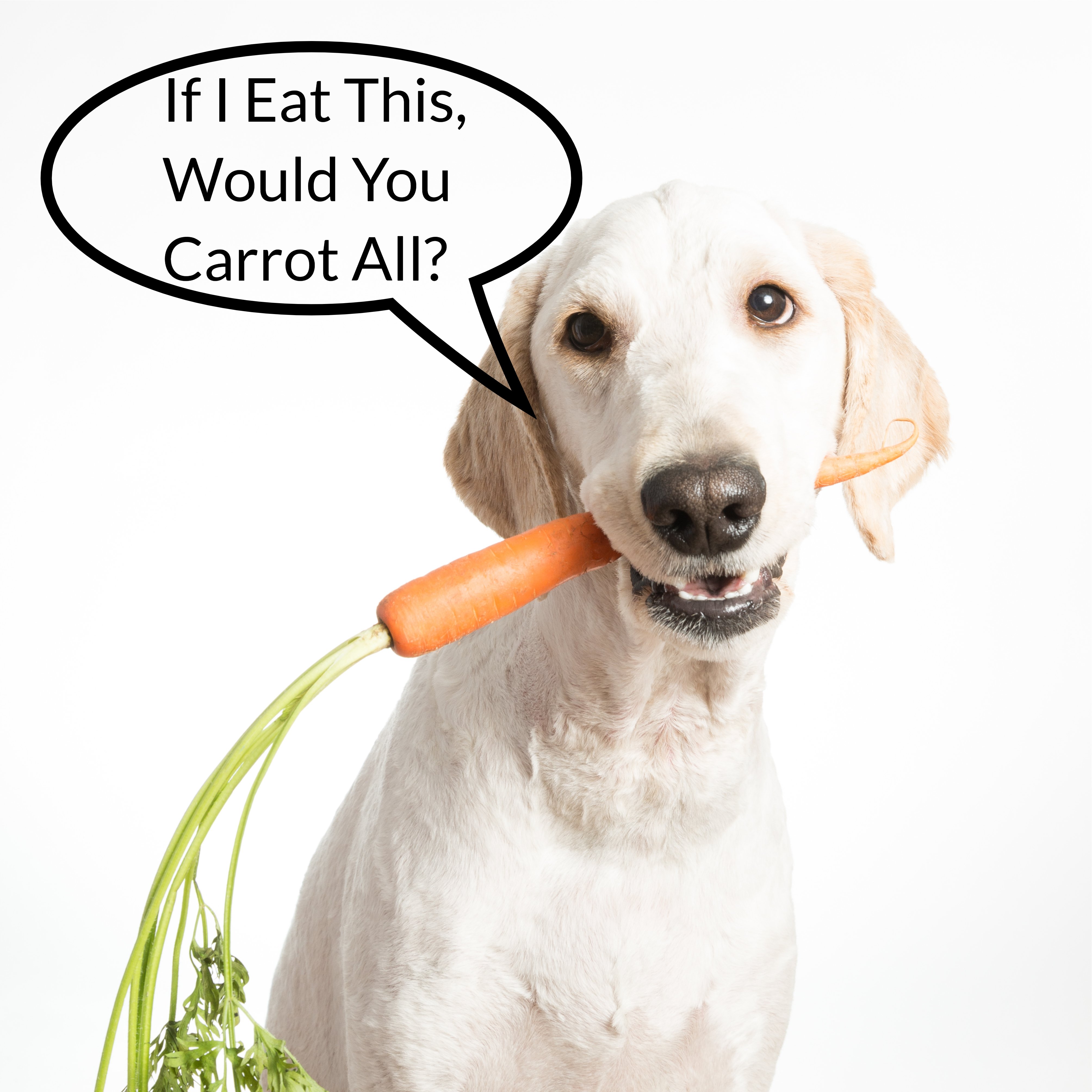 Can Dogs Eat Carrots? Are Carrots Good for Dogs? Can Dogs Have Carrots?