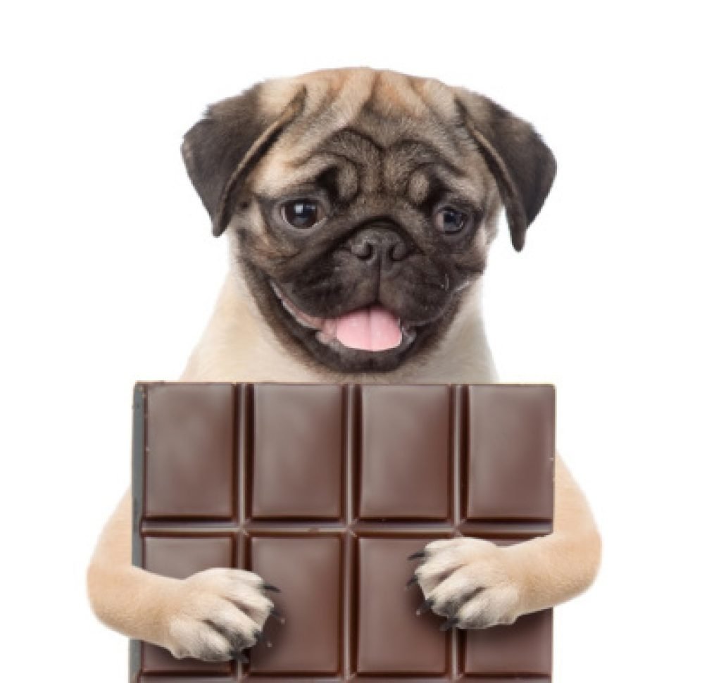 can-dogs-eat-chocolate-what-to-do-if-your-dog-eats-chocolate